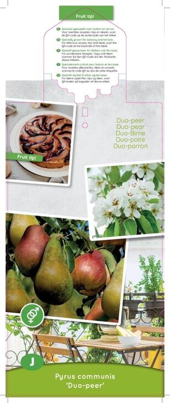 Pyrus c. 'Duo-pear' - C5 60-80 CM Patio